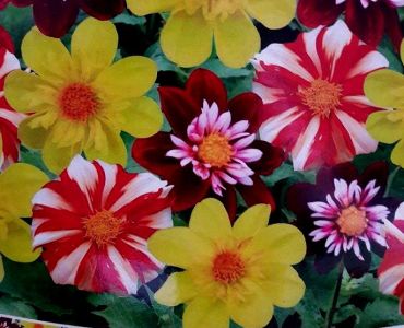 Далия mignon ( 3 корена) ниска